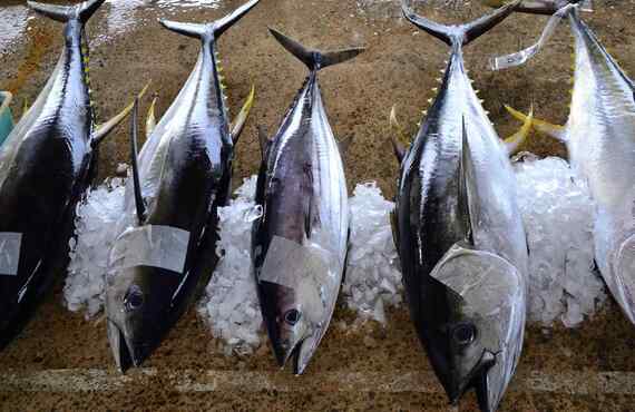 夜明け前の市場で鮮魚と向き合い磨いた眼